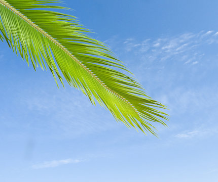 Palm leaf isolated on sky background