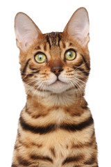 Passport shot of bengal cat