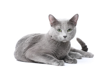 Russian blue cat