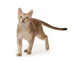 Abyssinian cat