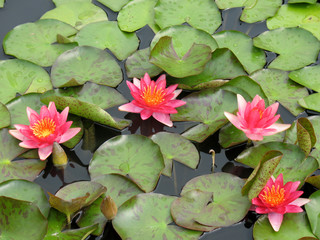 Water lilies