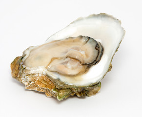 Oyster on a white background