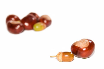 Kastanien und Eicheln