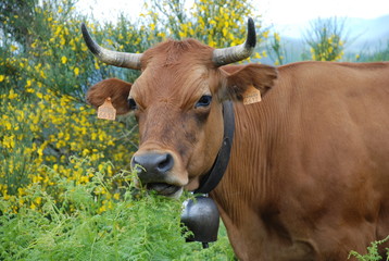 Vaca en los campos de los Ancáres