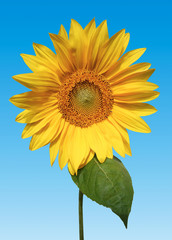 Yellow sunflower