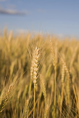 Stalk of Wheat