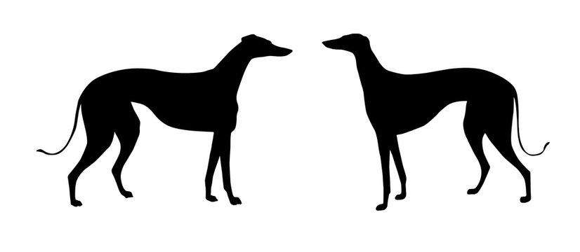 Illustration Greyhound On White Background