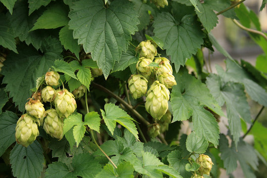 Hopfenbl&uuml;ten am Strauch