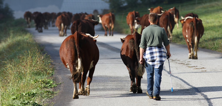 attention vaches