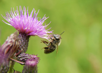 Bee on pink flower