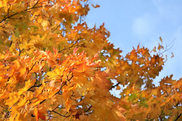 Autumn maple leaves