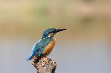 Fototapeta premium The Common Kingfisher (Alcedo atthis) at Maagan Michael Lake