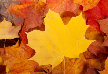 leafs