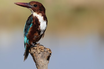White throated kingfisher (Halcyon smyrnensis)