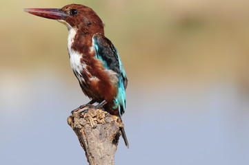 White throated kingfisher (Halcyon smyrnensis)