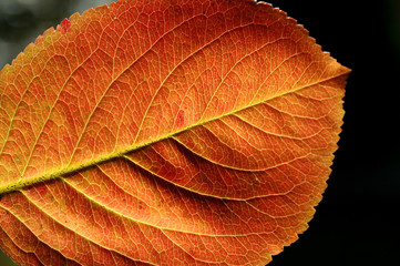 red yellow autumn leaf