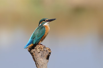 Fototapeta premium The Common Kingfisher (Alcedo atthis) at Maagan Michael Lake