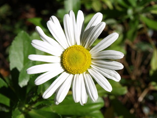 Fototapeta premium Montauk Daisy-4
