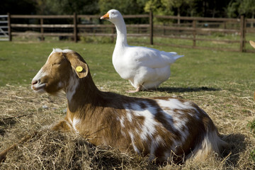 Obraz premium Goat and goose - a warm and sunny day