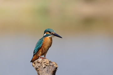 The Common Kingfisher (Alcedo atthis) at Maagan Michael Lake