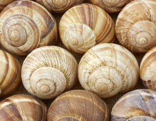 Escargot shells in rows