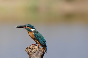 The Common Kingfisher (Alcedo atthis) catch shrimps