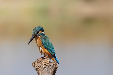 The Common Kingfisher (Alcedo atthis) at Maagan Michael Lake