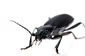 black beetle very close up