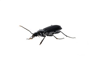 black beetle very close up