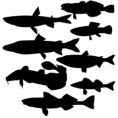 silhouettes of river fish on white background