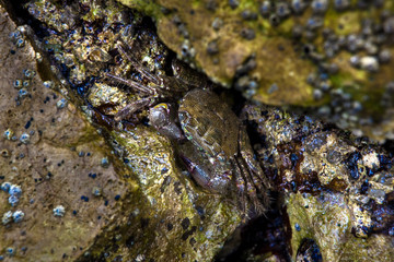 Crab between rocks