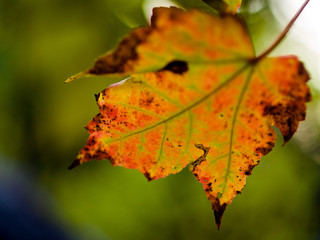 Autumn Leaf