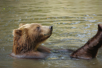 Obraz premium Schwimmender Bär