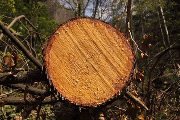 Schnitt durch umgesägten Baum