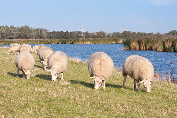 Grazing sheep along the water