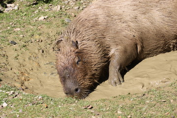 Wasserschwein im Schlammbad