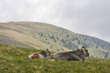 Obraz premium krowy w górach Południowego Tyrolu
