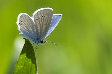 kurzschwänziger Bläuling
