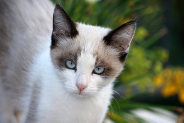 Siamese cat