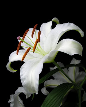 Fototapeta Lilium 'Casablanca'