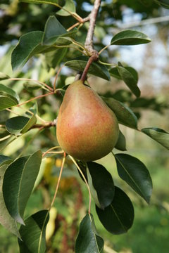 poire sur l'arbre