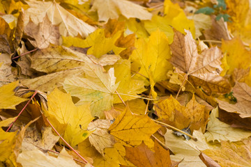 Yellow leaves in autumn - horizontal