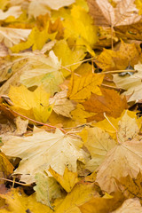 Yellow leaves in autumn - vertical