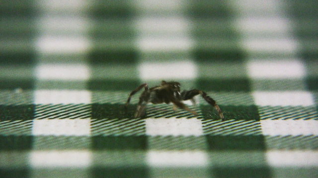 Ara&ntilde;a en una mesa
