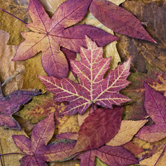 buntes Herbstlaub