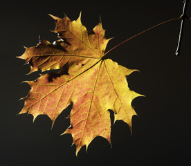 Obraz premium Ahornblatt