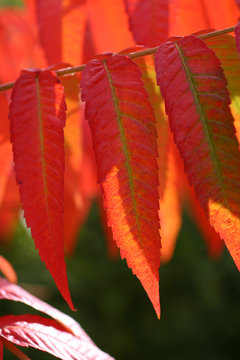 sumac