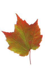 leaf of autumn