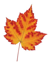 leaf of autumn