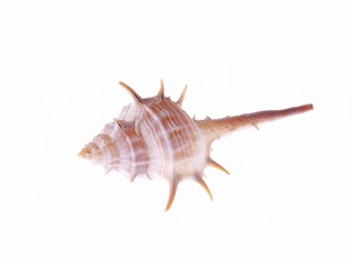 Shell, conceptual studio isolated photo